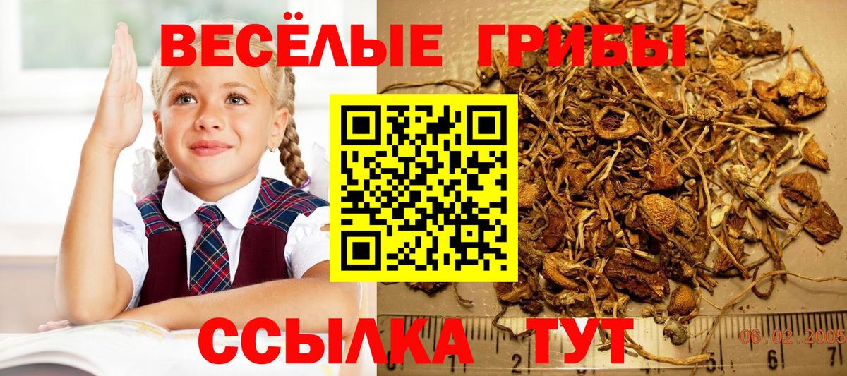 Благодарный  Псилоцибиновые грибы GOLDEN TEACHER  Галлюциногенные грибы Psilocybine cubensis  Вход с VPN 